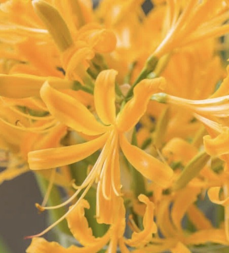 Nerine exotic yellow - nerine, healthy