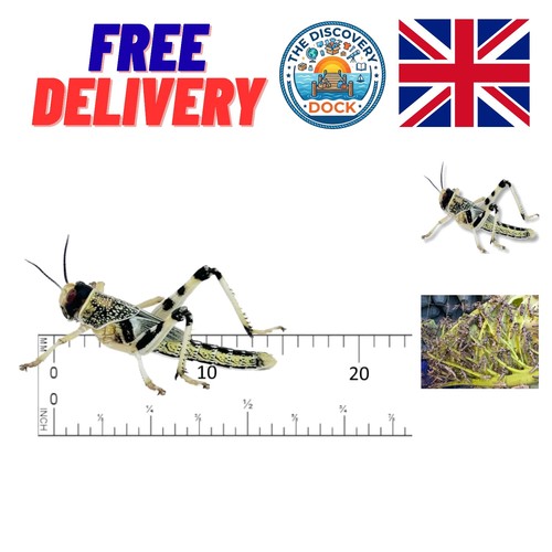 Fresh live locusts mega - fresh, in