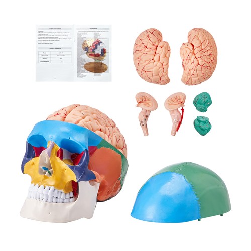 Vevor human skull - vevor, model