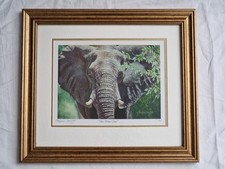 Stephen Gayford "The Wise One"