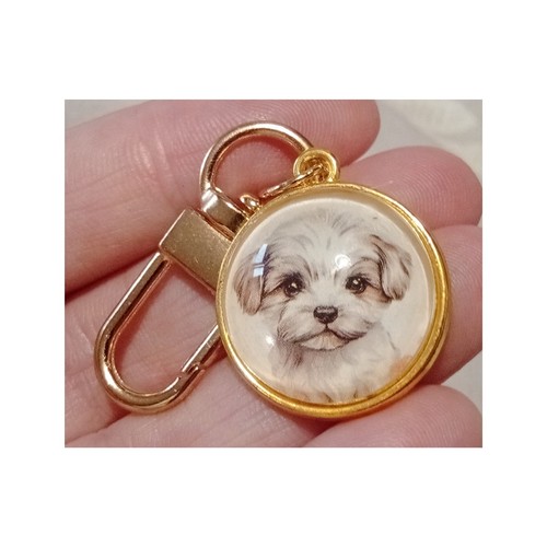 Maltipoo maltese puppy - maltipoo,