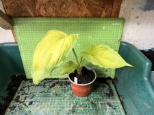 Hosta  - War Paint - Perennial