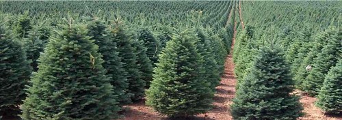 250 noble fir christmas - noble,