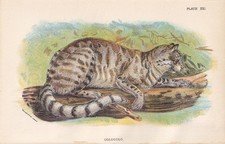 1896 PAMPAS CAT Print - Antique Big Cats Print - 7.2 x 4.7 Inches