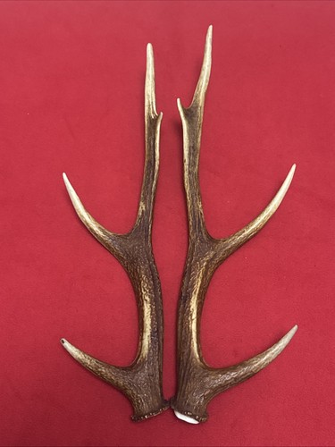 Pair sika deer antlers - sika,
