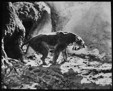 MACHAERODUS - SABER TOOTHED