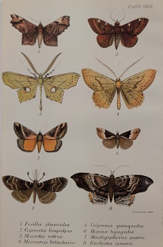 Intriguing antique tropical - intriguing,