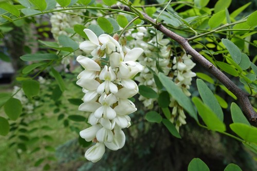 Falce acacia sapling robinia - falce,