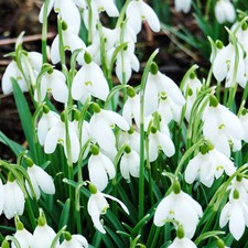 Snow Drop Bulbs 'Galanthus nivalis' Supplied as Packs of 20 Bulbs, Ready to Plan
