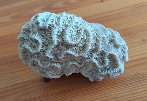 Vintage natural old sea - natural, brain
