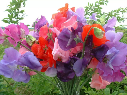 Sweet pea bouquet - bouquet, mixed