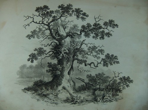 Francis nicholson the - francis,