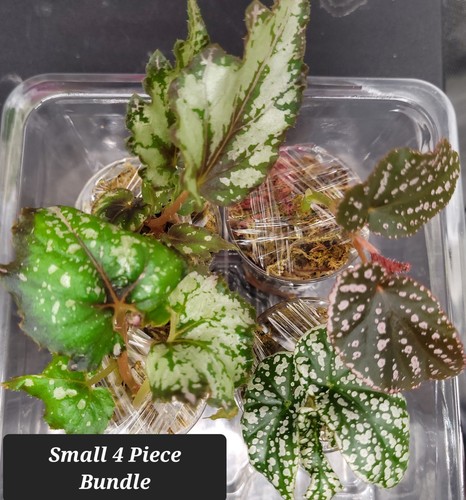 Begonia bundle rare types - begonia, of