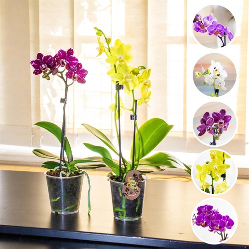 Moth orchid phalaenopsis - 1-4,