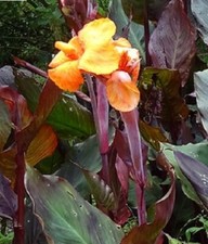 Canna Wyoming 9cm Pot hardy UK  Z9 gardens Outdoor grown