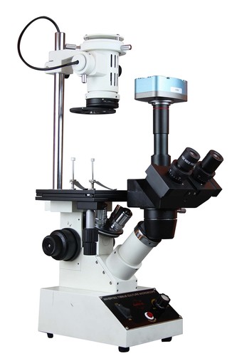 Radical inverted tissue - radical,