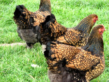 6 NPIP AI CLEAN GOLD LACED