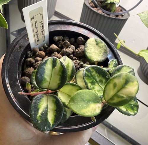 Hoya mathilde inner var - mathilde, fresh