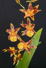 Oncidium - Titanium Tresure
