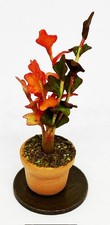 Dolls House Dark Orange Plant