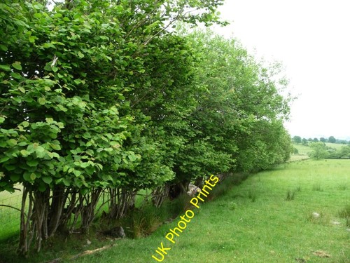 Photo 6x4 sheep - 6x4, hedge
