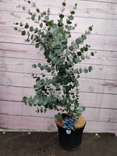 Eucalyptus 'Gunnii Azura' 3L Pot Evergreen Garden Shrub Tree Plant Easy To Grow