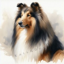 Rough collie sheltie - rough,