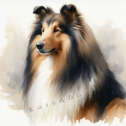 Rough collie sheltie - collie,