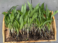 Wild Garlic Organic Plant