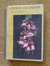 Lovely Fuchsias - By A G