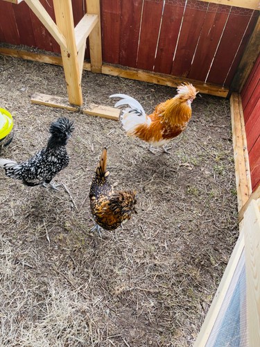 Polish hatching eggs 6 - hatching,