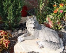 Resting Wise Gray Lone Wolf