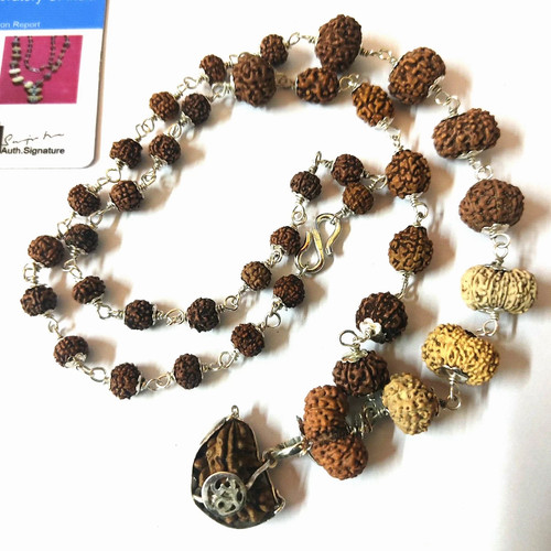 Rudraksha siddha mala 14 - rudraksha, to