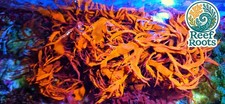 Marine macro algae, Halymenia