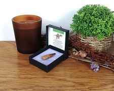 100% Genuine Spinosaurus Tooth