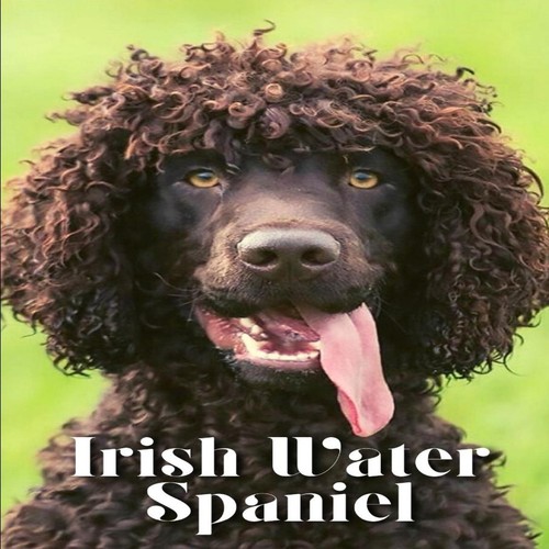 Irish water spaniel dog - spaniel, breed