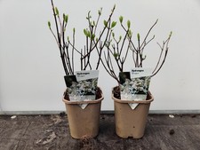 2x Hydrangea Paniculata
