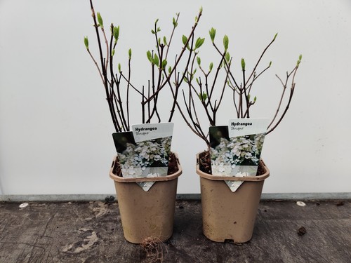 Hydrangea paniculata - 2x,