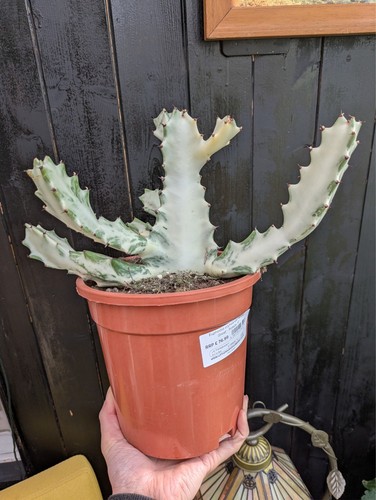 Euphorbia lactea white - lactea, “white