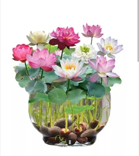 Lotus mix flower seeds pack - 10,