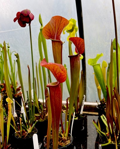 Sarracenia johnny marr hybrid - sarracenia,