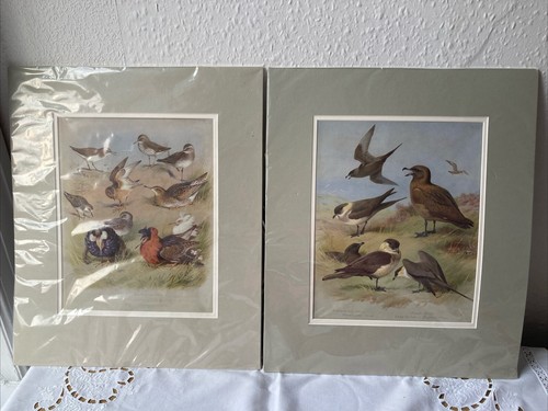 Archibald thorburn bird prints - archibald,