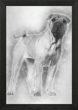 Shar pei puppy months - puppy, 6