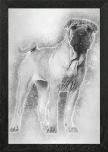 Shar pei puppy - pei, months