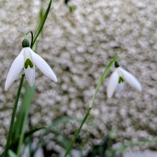 Galanthus fly fishing - galanthus, fishing'