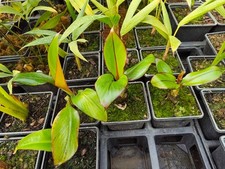 Ensete ventricosum 'Maurelii'