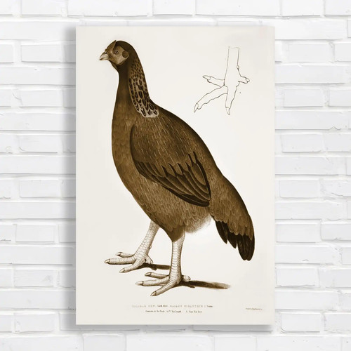 Vintage pheasant naturework - pheasant,