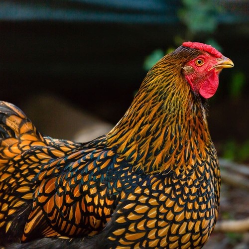Purebred gold laced - gold,