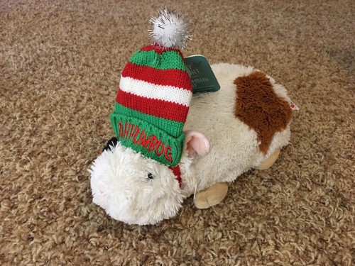Guinea pig small animal - pig/small,