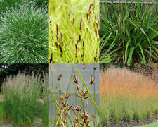 Native Grasses for
